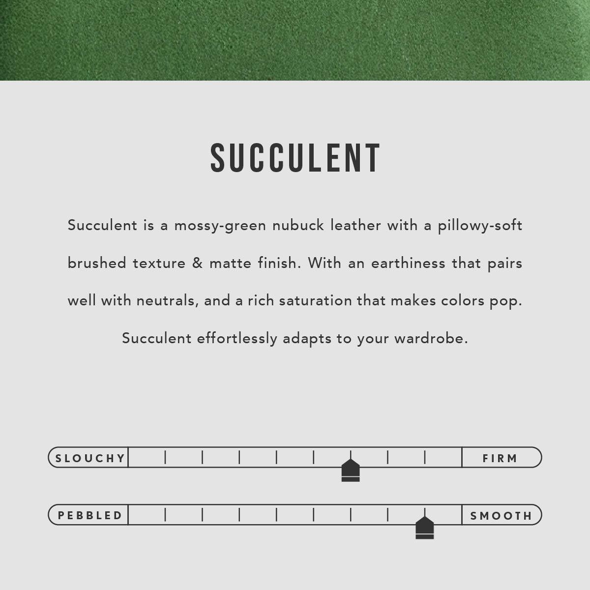 Succulent | infographic